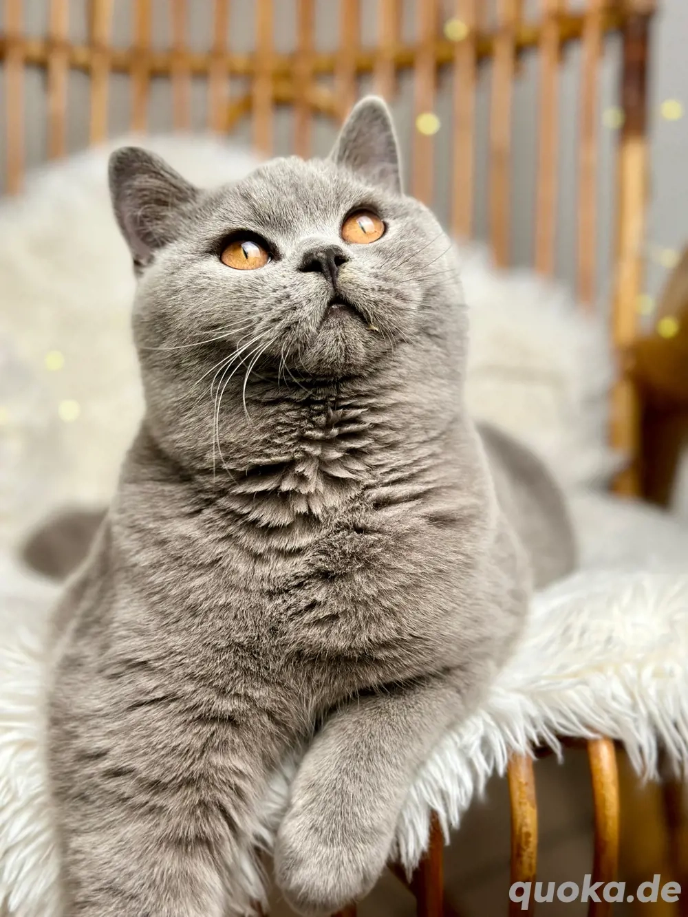 BKH Deckkater mit Stammbaum