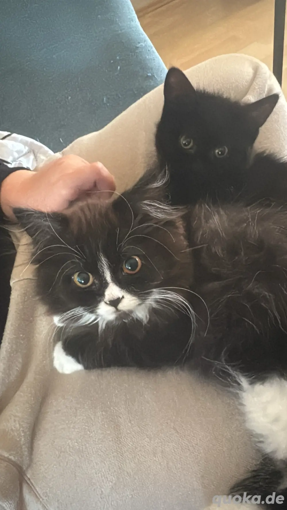 Kitten 13 Wochen beides weibchen