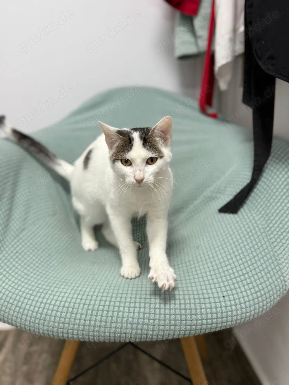 Takos sucht sein Für-immer-Zuhause - ein fröhlicher junger Kater