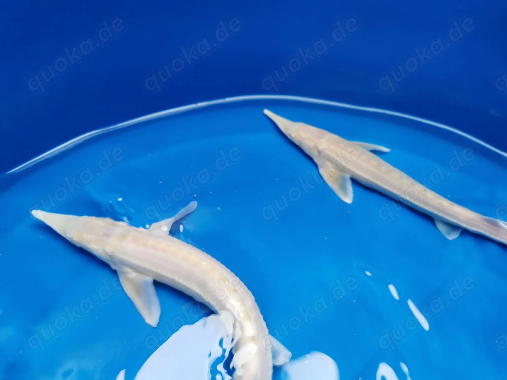 Albino Sterlet lat. A. ruthenus Albino Stör Fische Teich Weiher