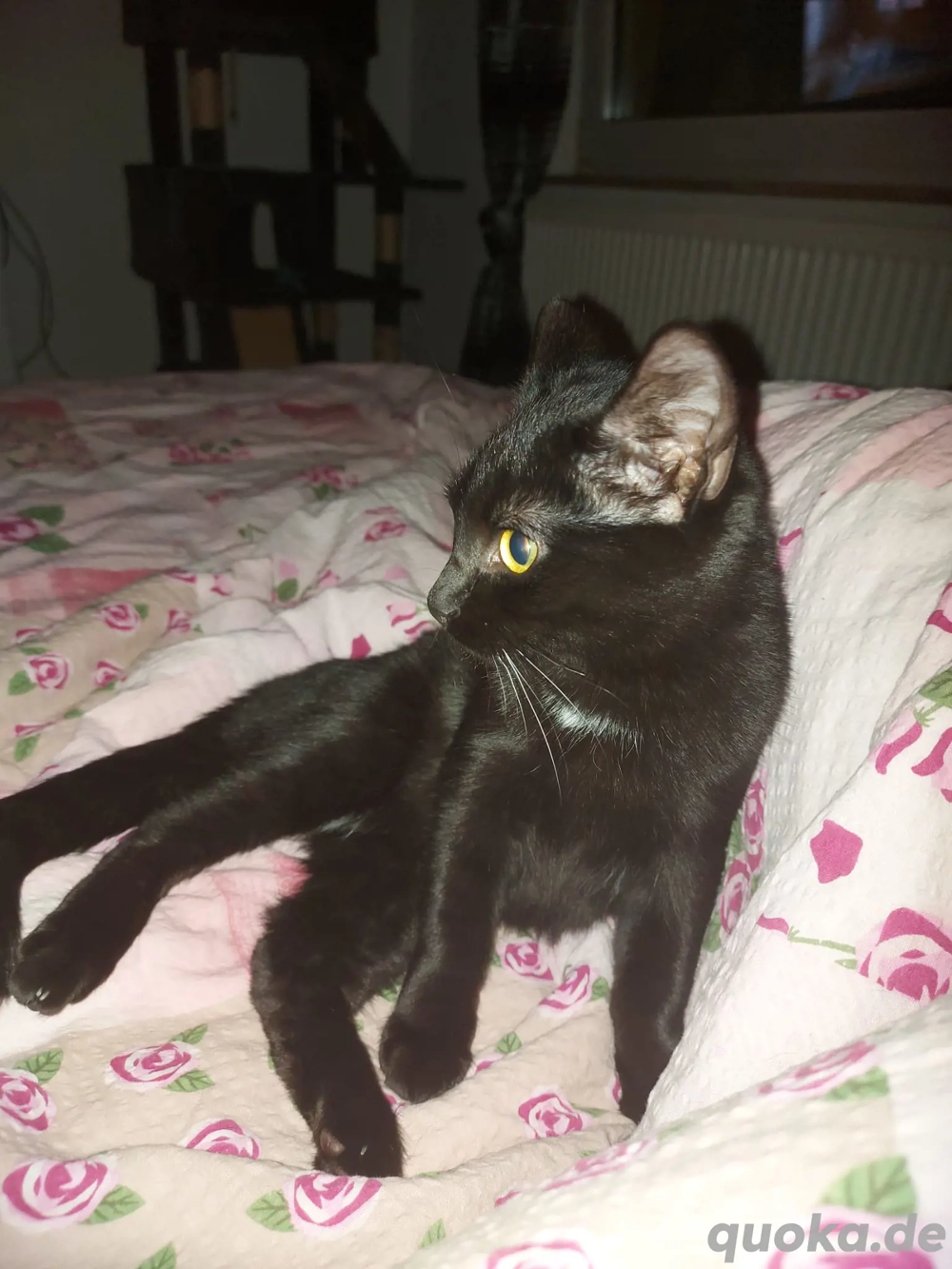 Sphynx Mädchen mit Fell Sphynx Mädchen mit Fell