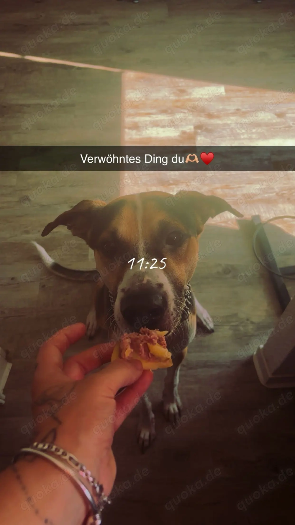 Rüde in liebevolle Hände zu geben