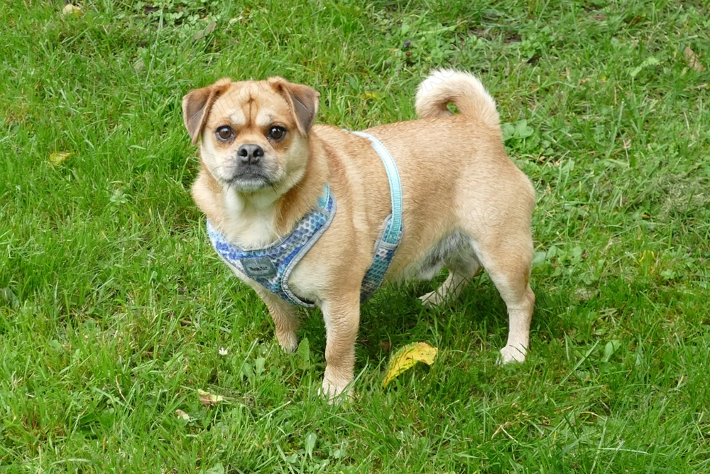 Dackelmix "Michel" sucht ein Zuhause