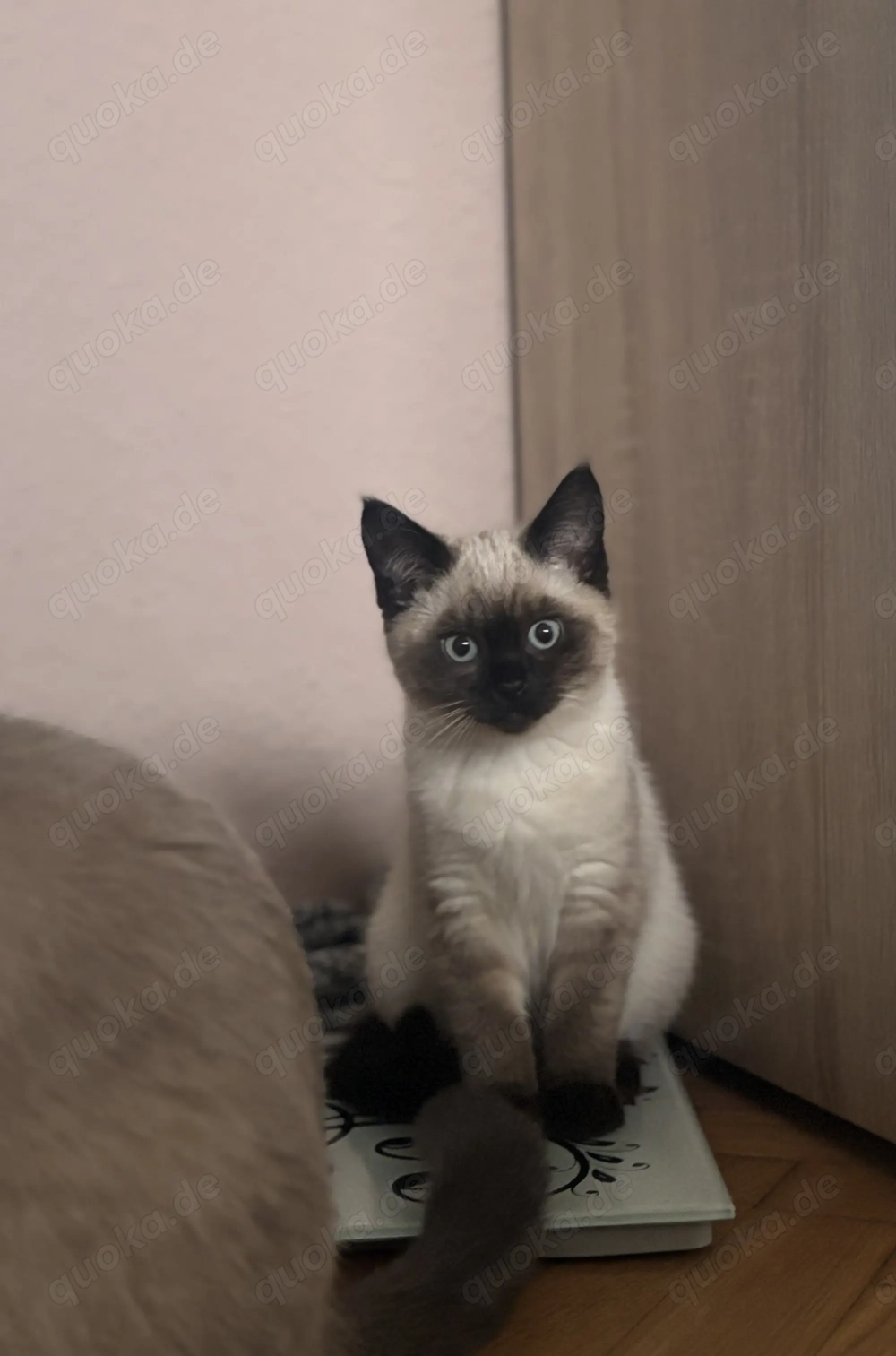 Reinrassige Siam Kitten Junge Seal Point 