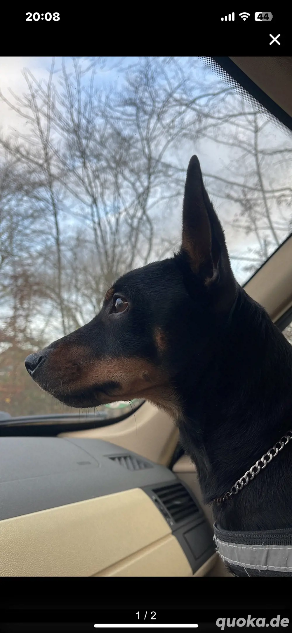 Deckrüde Rehpinscher Zwergpinscher