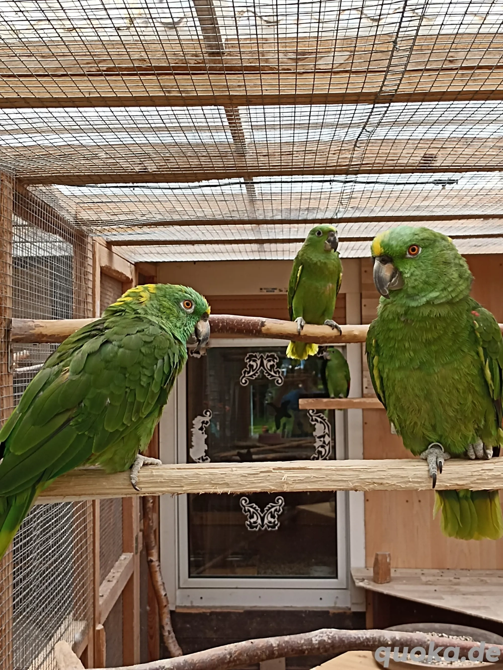 Papagei, Amazone, Gelbnackenamazonen, Jungvögel 