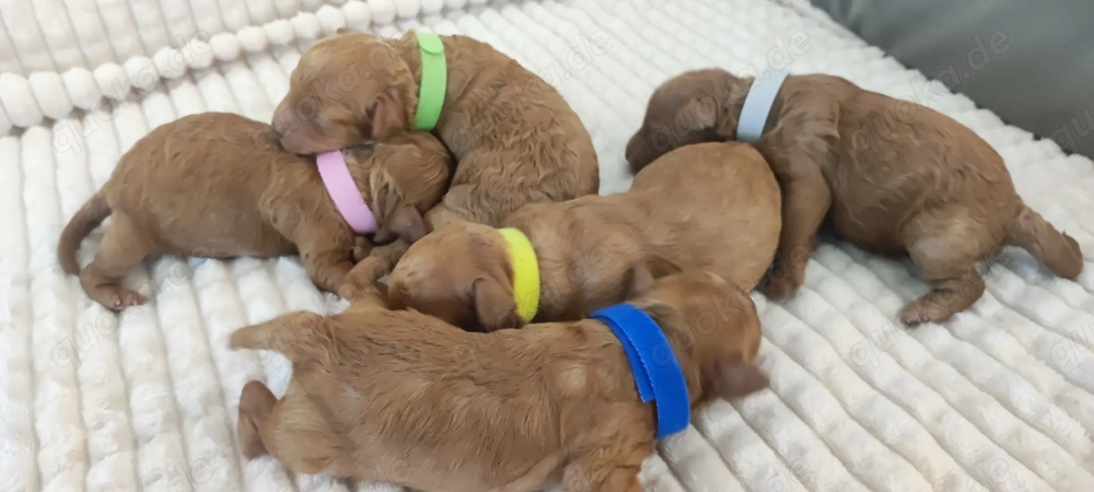  Wunderschöne Zwergpudel- und Toypudel-Welpen abzugeben!