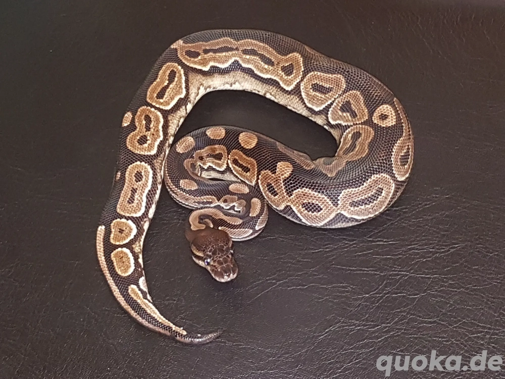 AlbinoTri-Stripe Projekte 