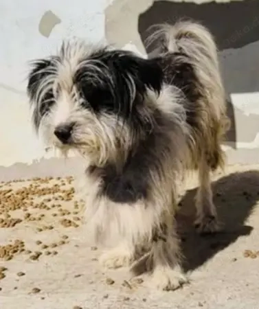 Gismo braucht ein richtiges Zuhause für immer