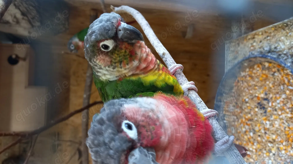 Rotschwanzsittiche, Gelbseitensittiche