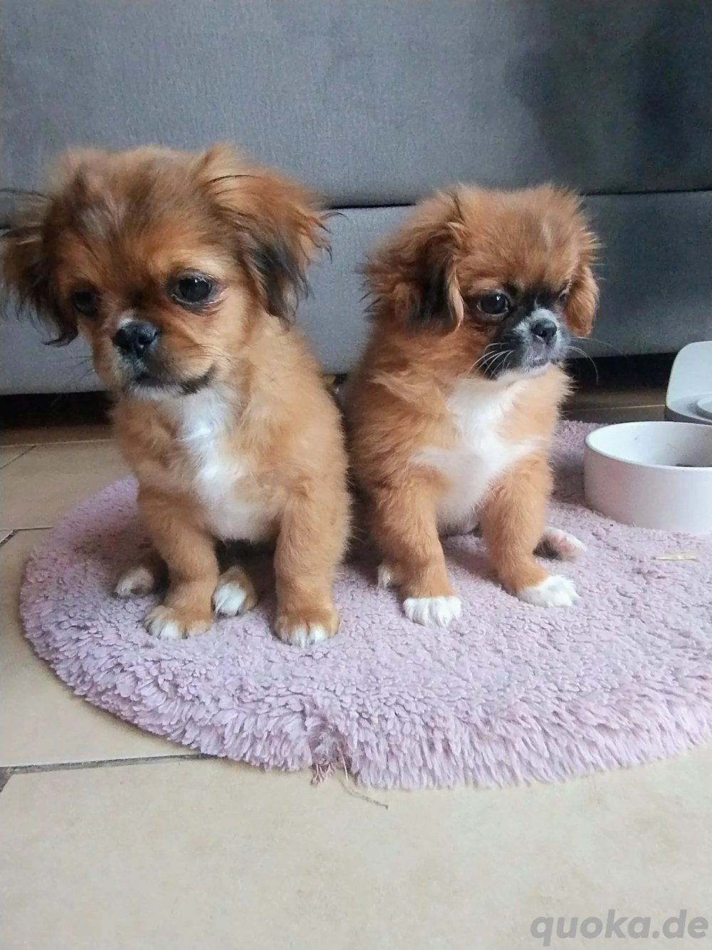 pekinese zu vergeben  pekinese zu vergeben