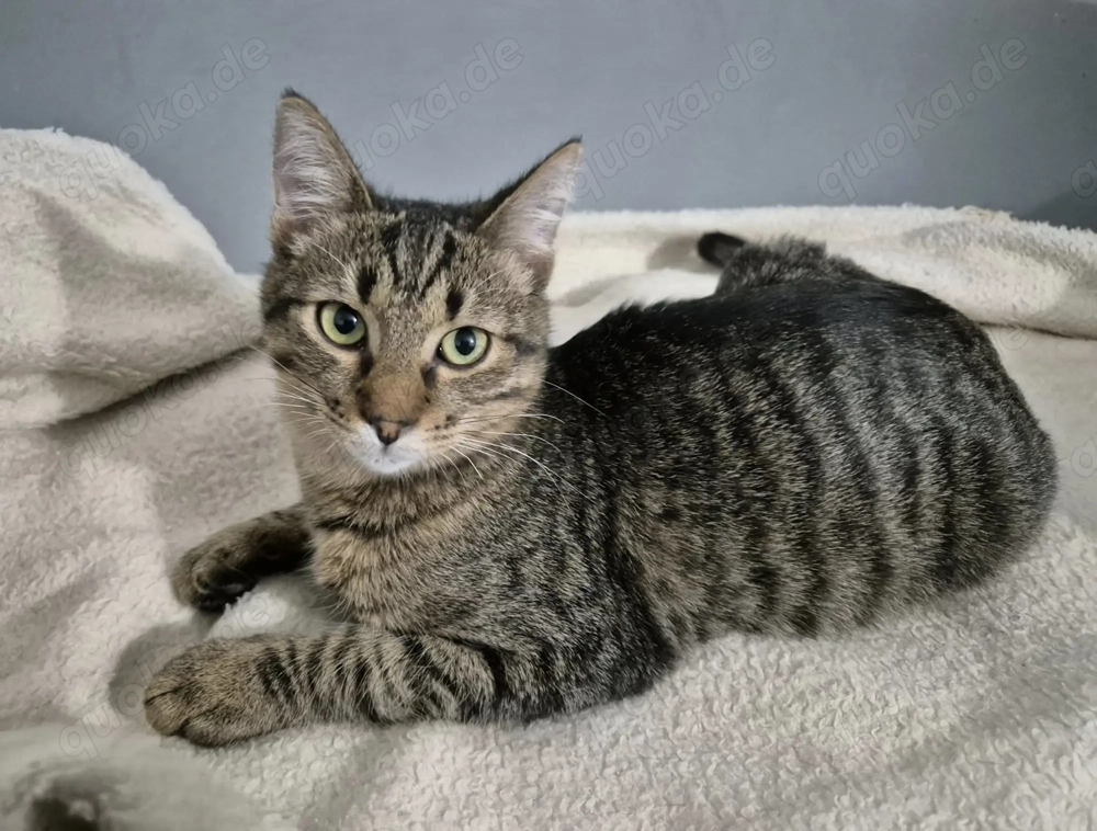 Kater 222841 sucht sein eigenes Zuhause