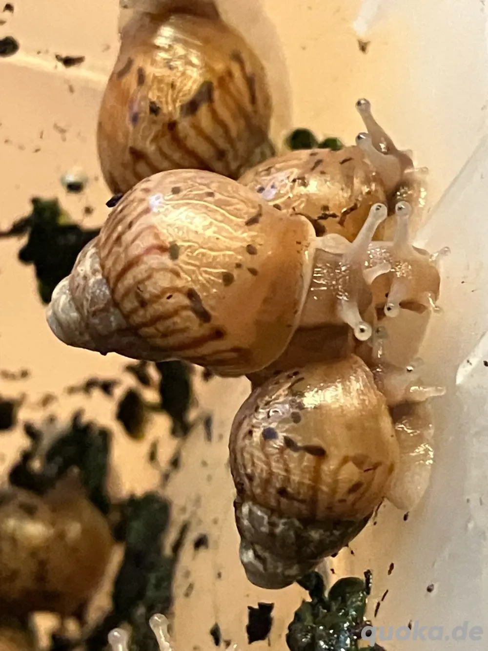 Schnecke Achatschnecke Achatina fulica