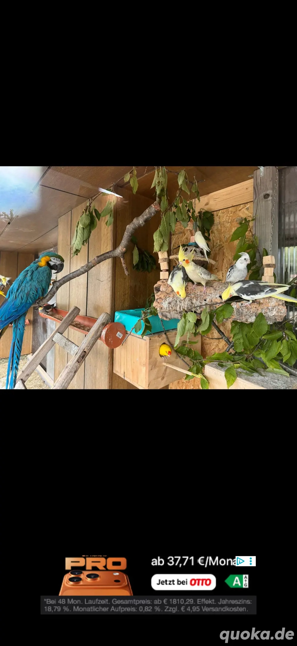 zuchtaufgabe wellis nypensittich 