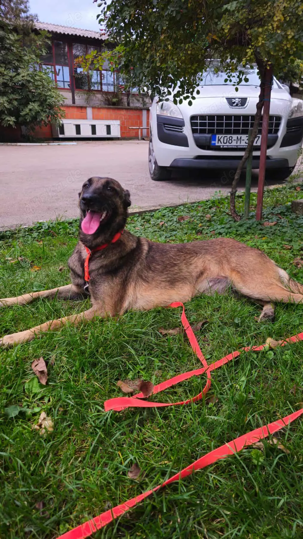 Malinois-Hündin Hera (geb. ca. 02 2024) lebt noch im Tierheim in Bosnien und sucht ein Zuhause