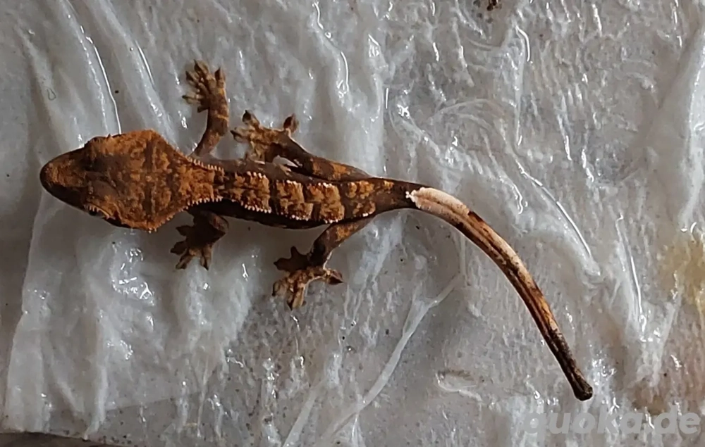 verkaufe HARLEQUIN Kronengecko