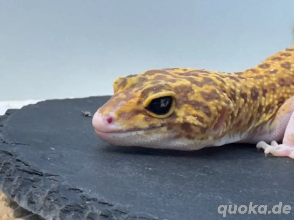 Leopardgecko Weibchen
