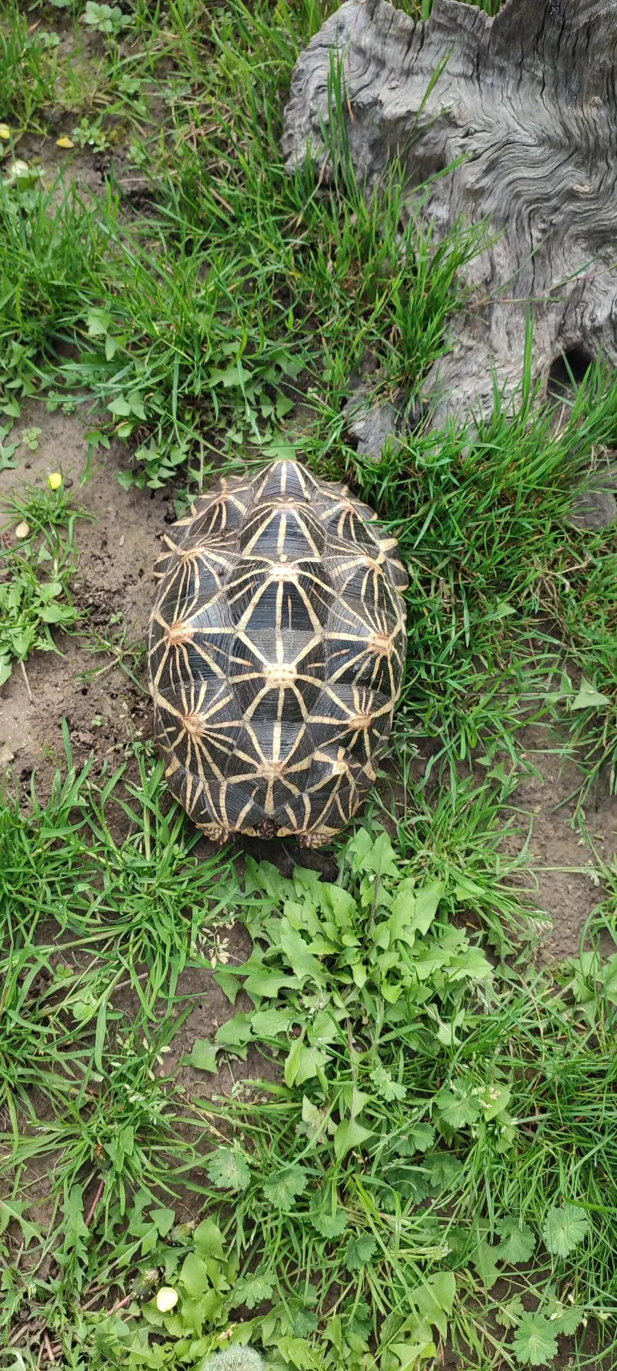 2 Sternschildkröten (Geochelone elegans) von 2019 2020