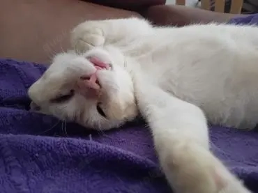 Siam Mix Elahi (ALO)