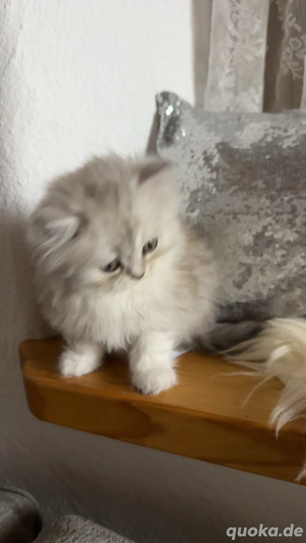 Persekitten (Kathi) sucht ein liebevolles neues Zuhause