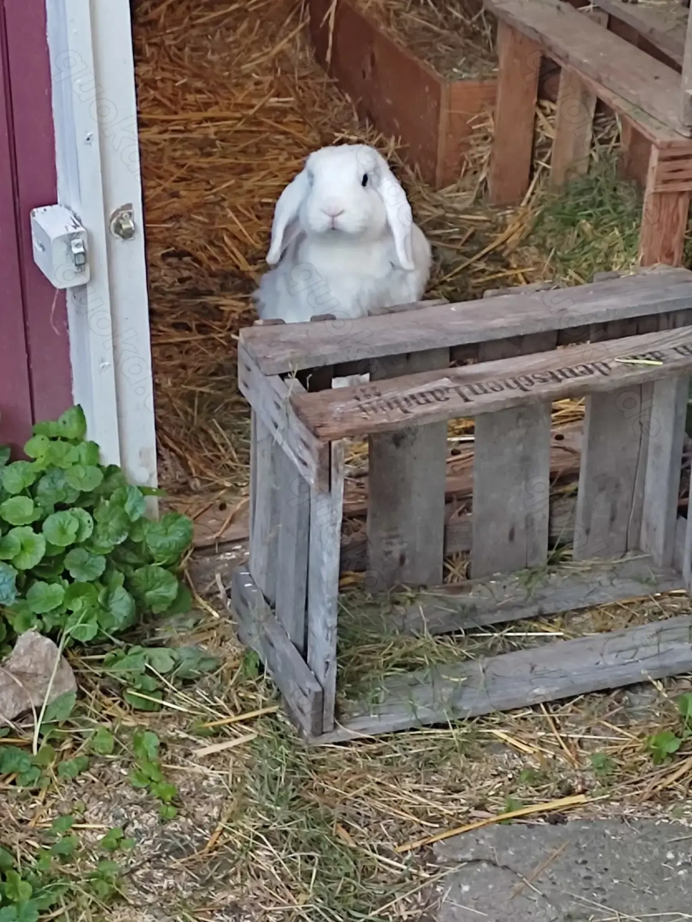 Kaninchen Fritz, geb. 2018