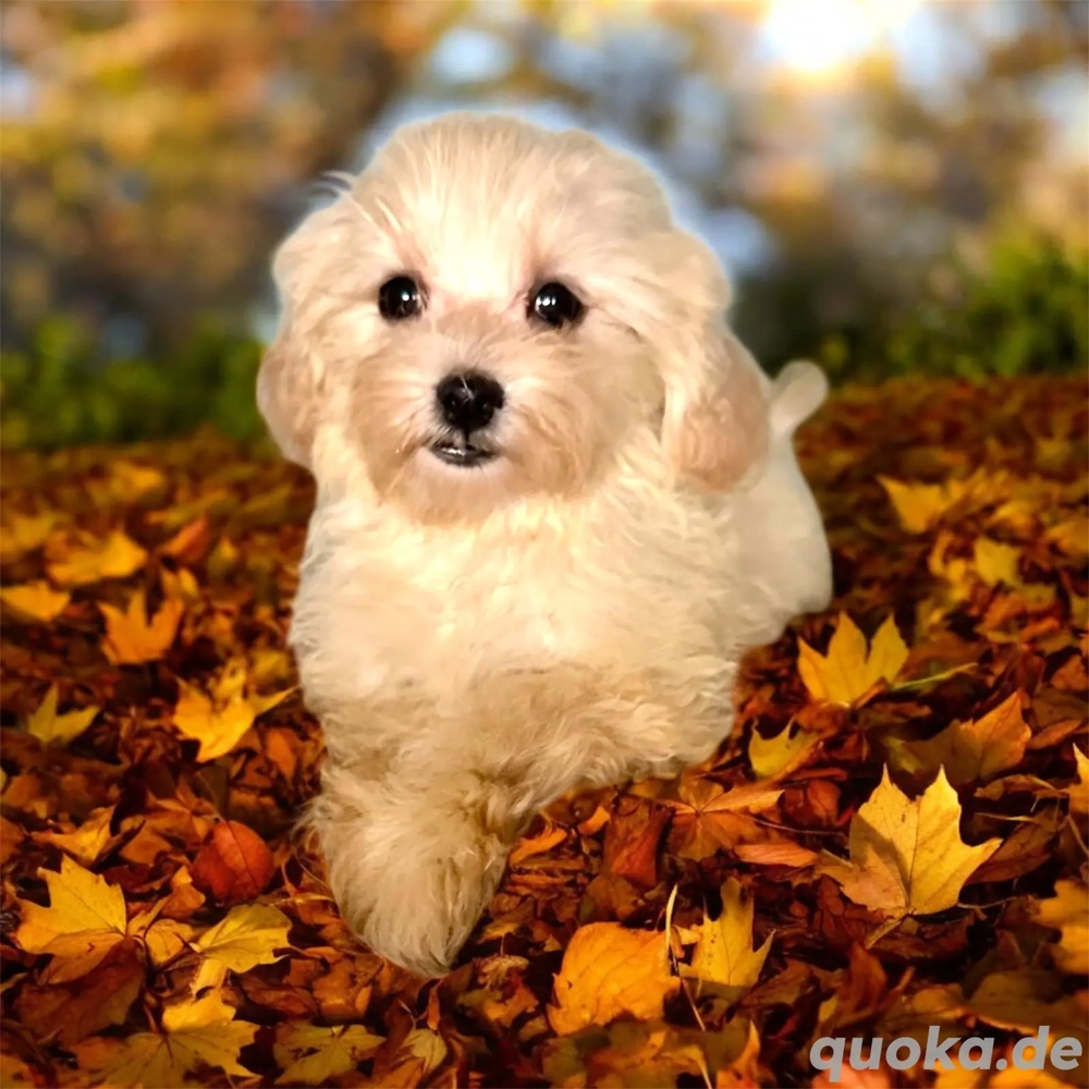 Bezaubernde Cavapoo Welpen, Pudel&Cavalier