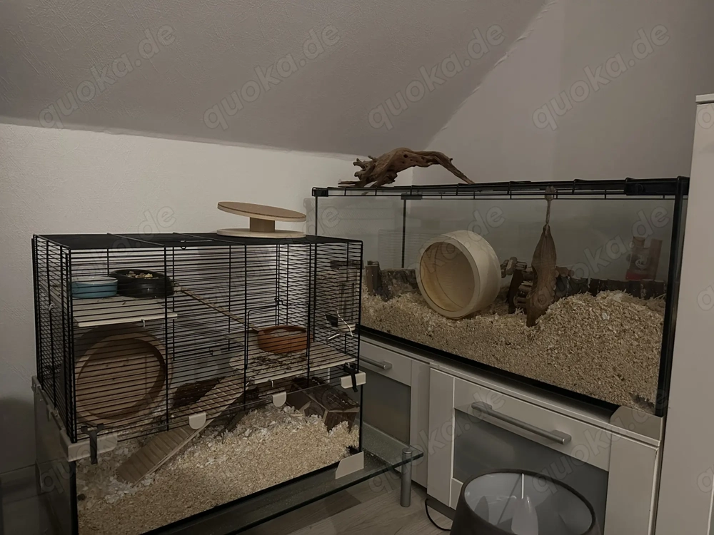 Zwerg hamster mit Käfig terrarium+zubehör