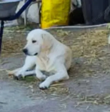 Manfred sehnt sich nach Geborgenheit 