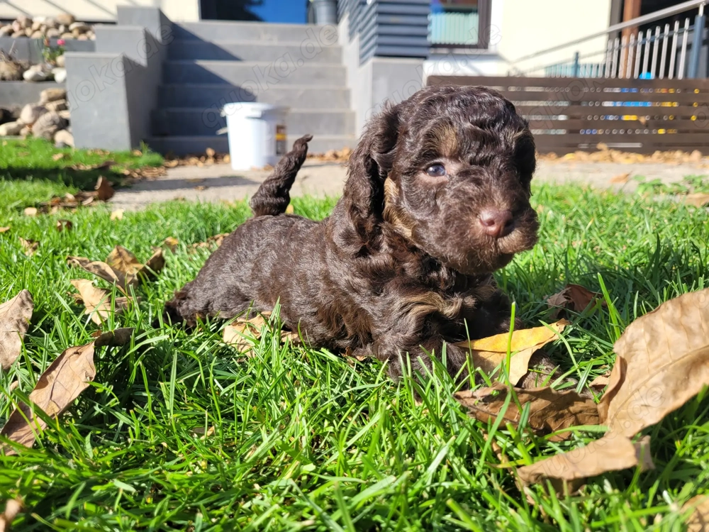 Reinrassige Toypudel Welpen in Choco & Choco Tan 