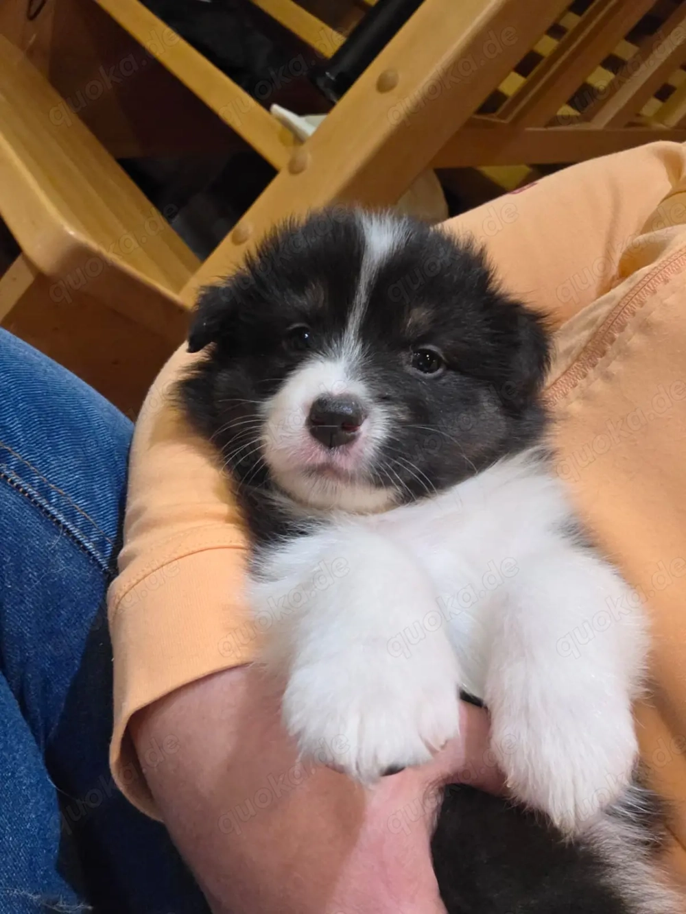 Australien Shepherd Welpen  Australien Shepherd Welpen