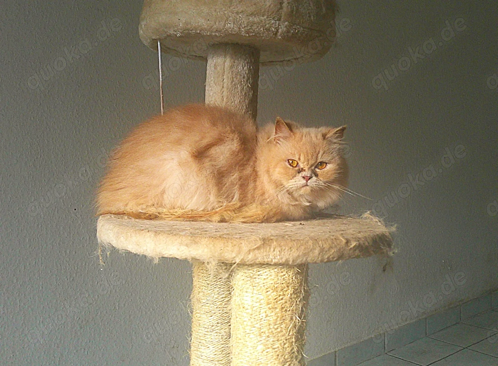Wunderhübscher Perser- BLH Kater mit Bernsteinfarbenden Augen, super süß und kuschelig! 
