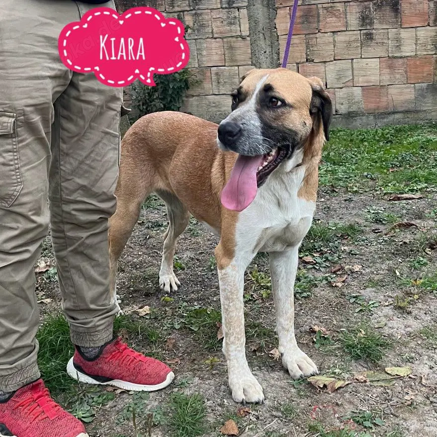 Kiara, wunderschöne Mischlingshündin, optisch Rafeiro do Alentejo