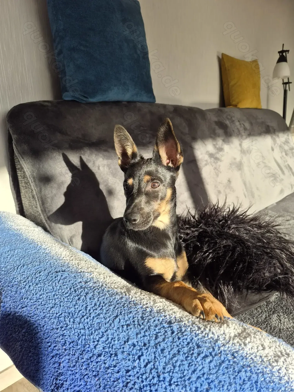 Mischlingswelpe 6 Monate