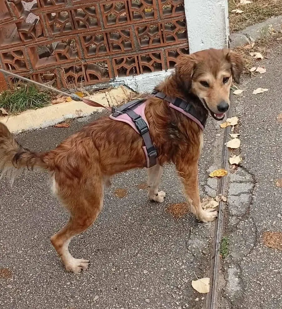 Hiro (mit Handicap) geb. ca. 2023, lebt im Tierheim in Bosnien und sucht ein Zuhause