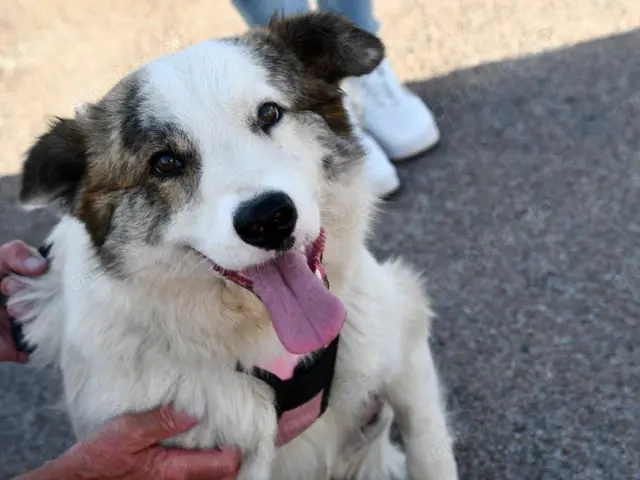 Bart sucht sein Zuhause (noch auf Sardinien)