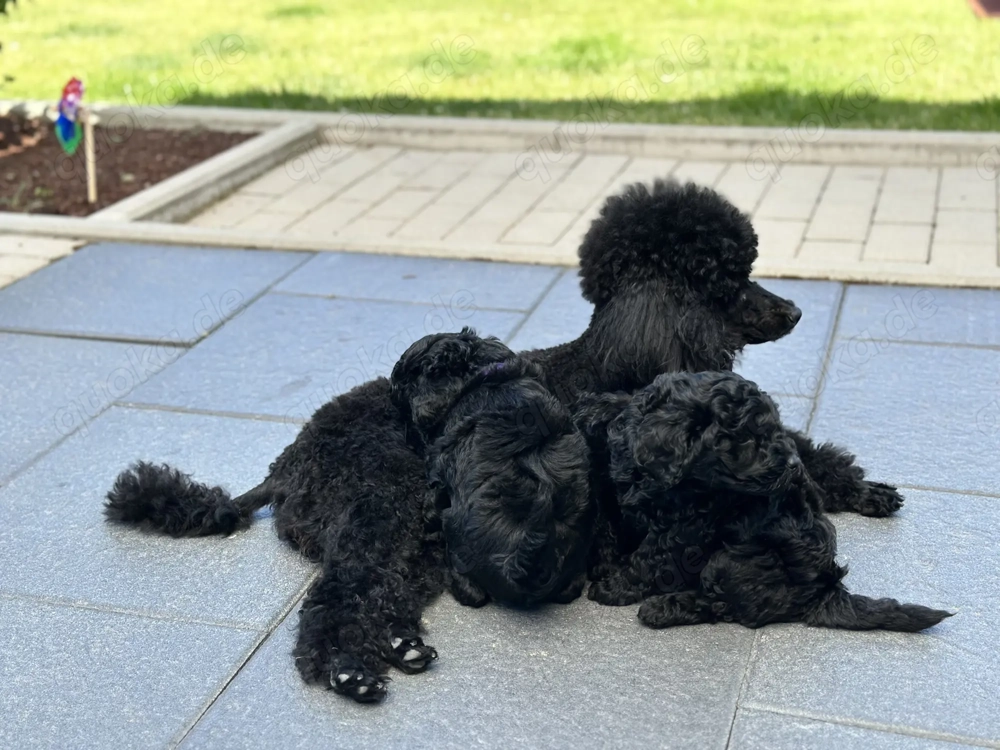 Reinrassige Zwergpudel Welpen in Tiefschwarz