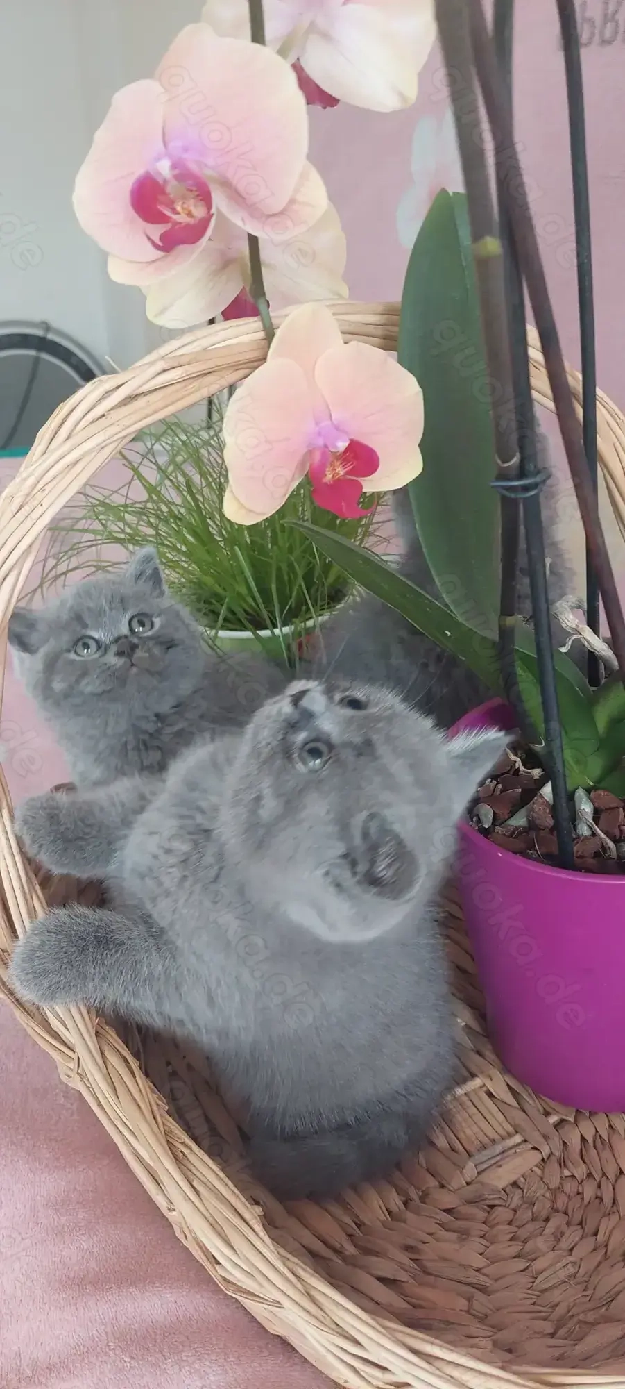 Bkh Katzen zum Verkauf 