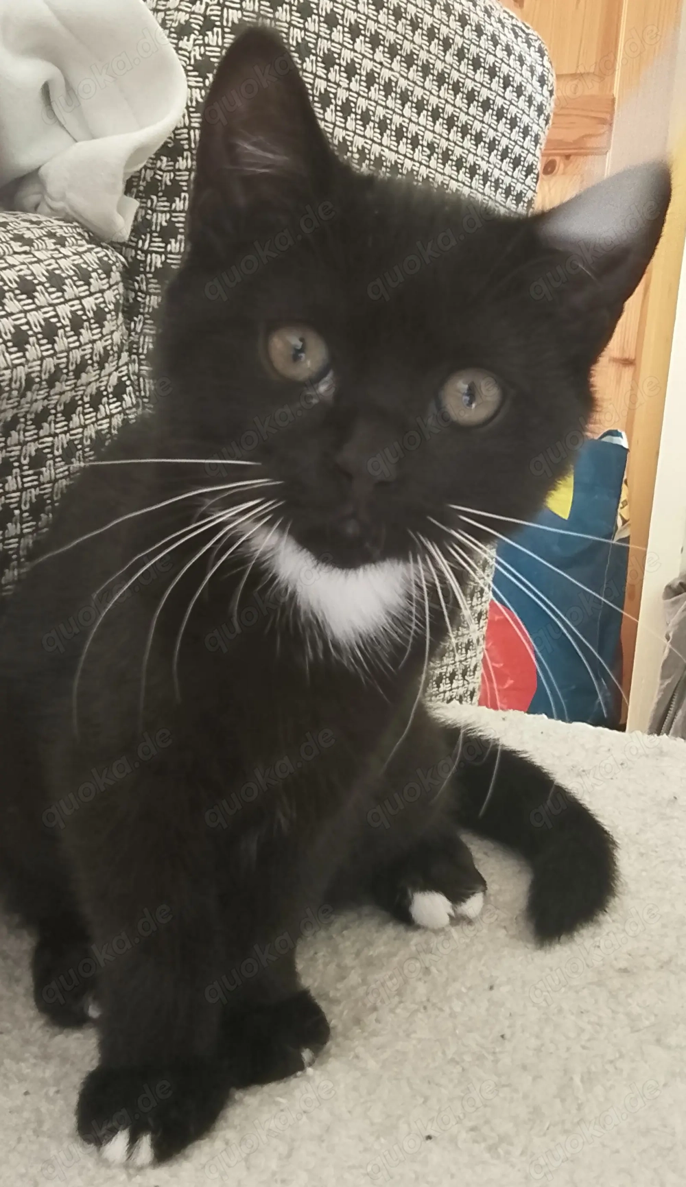 Zwei BKH EKH Mix Kitten suchen gemeinsames Zuhause!