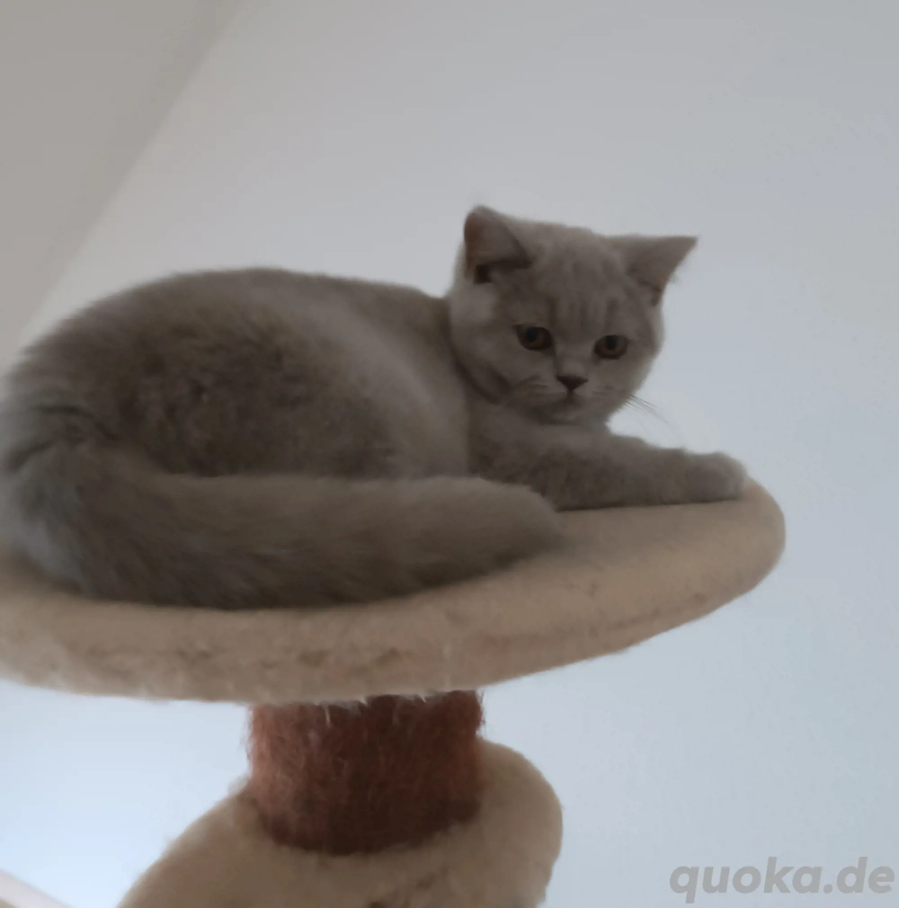 Britisch Kurzhaar Kitten, BKH mit Stammbaum in lilac