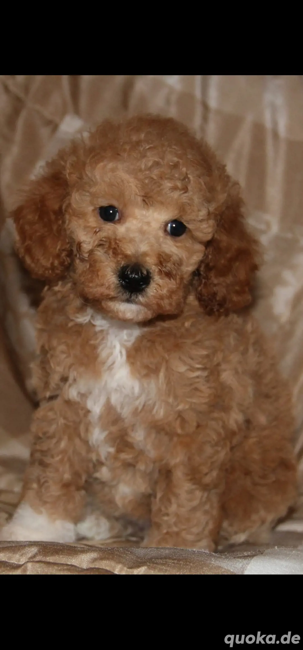 Zwergpudel Welpen (Rüde+Hündin) 