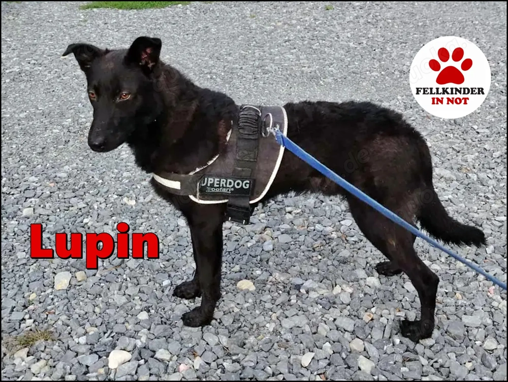 schwarzer Schäferhund Mischlings-Rüde Lupin sucht ein Körbchen