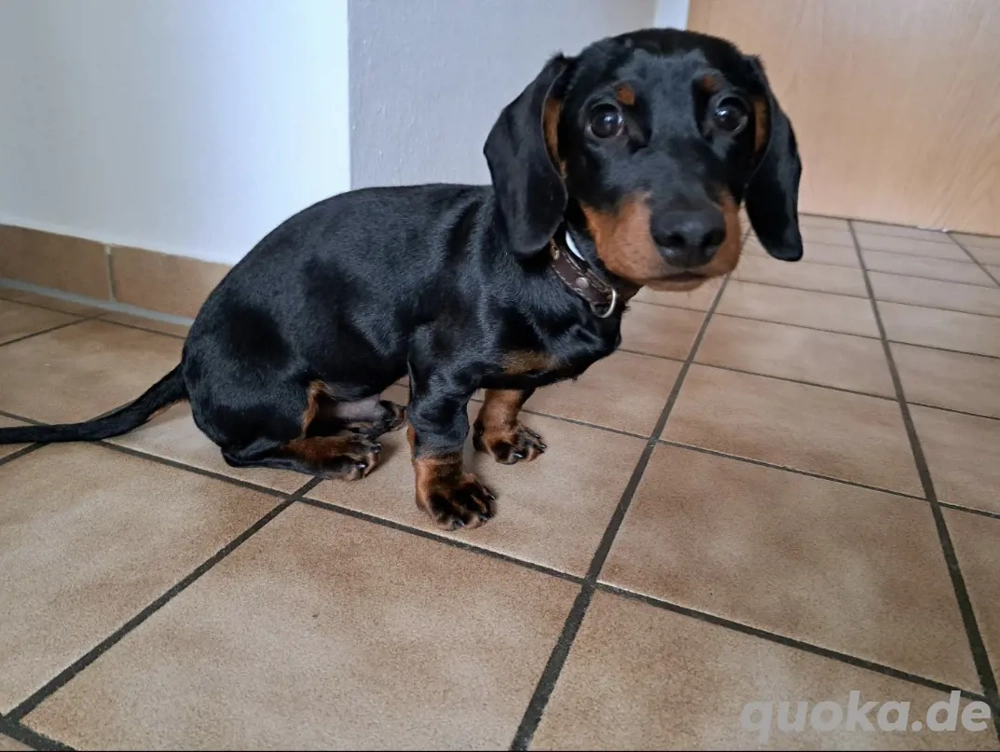 Dackel welpe Dackel welpe