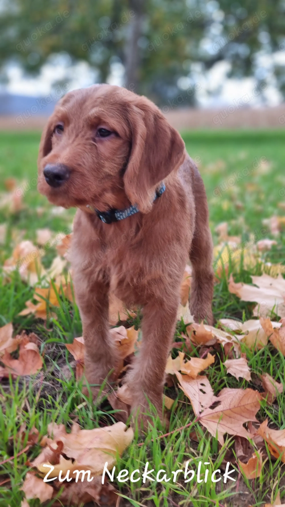 Labradoodle Welpe F1 Kimo in der Farbe foxred vom Züchter 