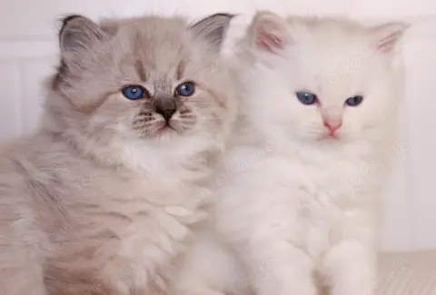 Reinrassige Neva Masquerade Kitten mit Stammbaum 