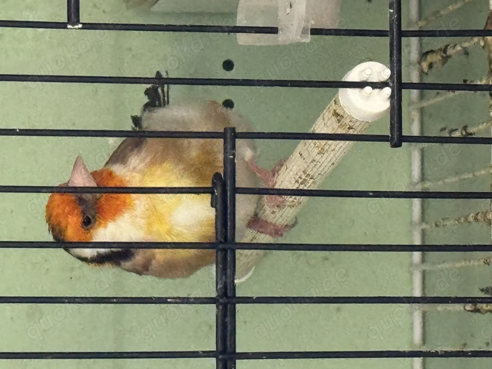 Stieglitz Major Mutation 