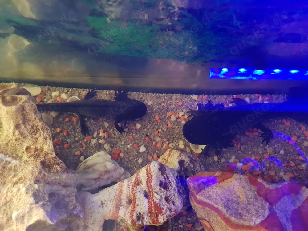 Axolotl zu vergeben 