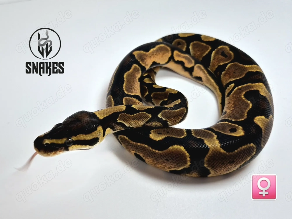  0.1 Calico Orange Dream Yellow Belly NZ25 - Königspython Python regius