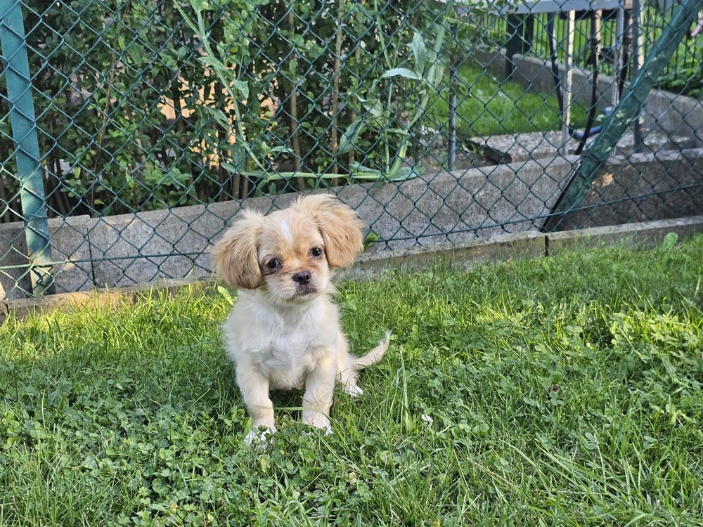 Ein kleiner Junge sucht noch sein für immer Zuhause