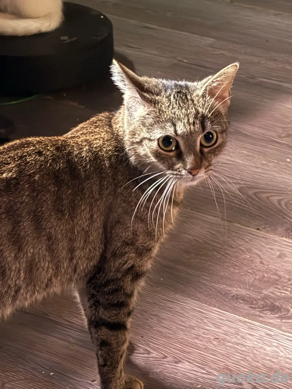 EHK Katze 2 Jahre alt