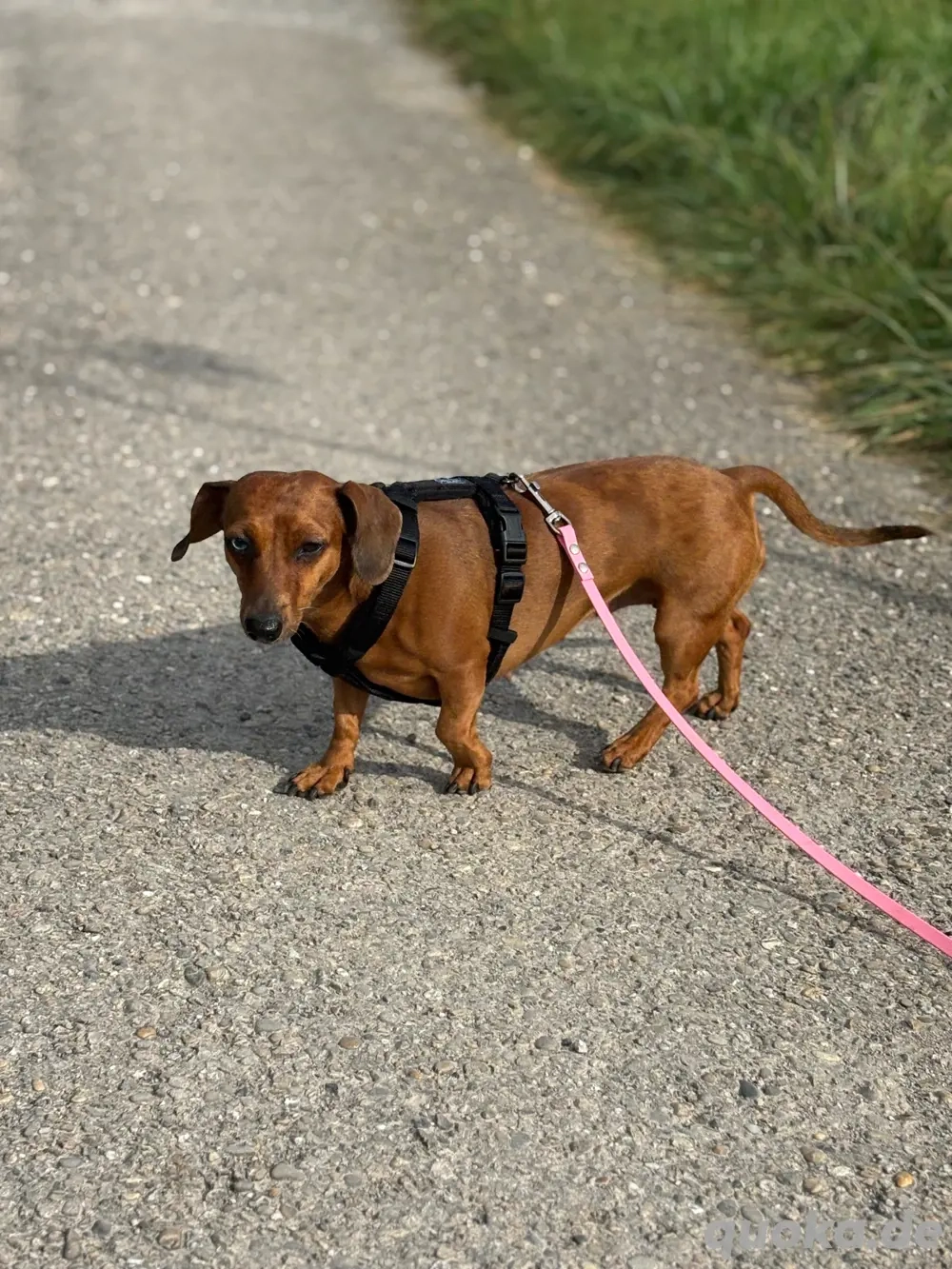 Liebe Dackelhündin dringend abzugeben